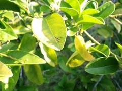 Austrosciapus connexus