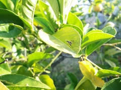 Austrosciapus connexus