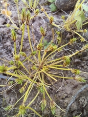Isolepis brevicaulis