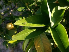 Austrosciapus connexus