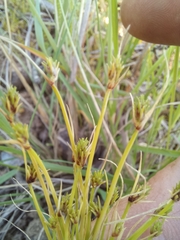 Isolepis brevicaulis