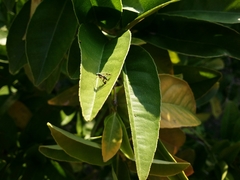 Austrosciapus connexus