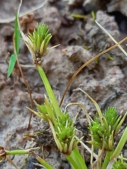 Isolepis brevicaulis