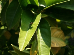 Austrosciapus connexus