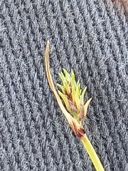 Isolepis brevicaulis