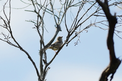 Aphelocephala leucopsis