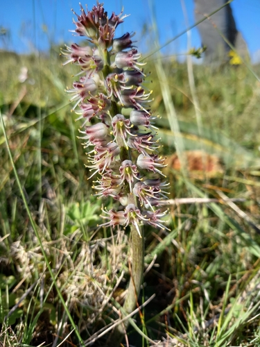 Image of Lachenalia nervosa by (c) kevin koen, some rights reserved (CC BY-SA)