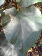 Tilia moltkei