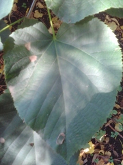 Tilia moltkei