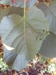 Tilia moltkei