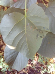 Tilia moltkei