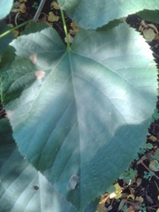 Tilia moltkei