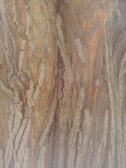 Tilia moltkei