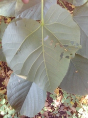 Tilia moltkei