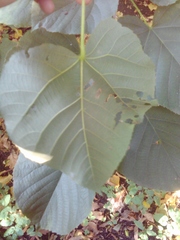 Tilia moltkei
