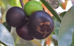 Garcinia warrenii
