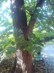 Tilia moltkei