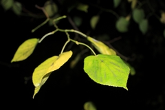 Tilia
