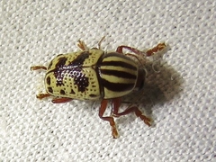 Cryptocephalus leucomelas