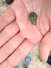 Pelodytes atlanticus