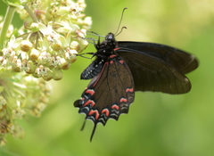 Mimoides thymbraeus aconophos