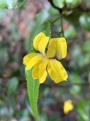 Goodenia ovata