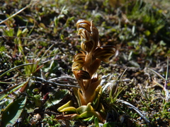 Pterostylis tristis