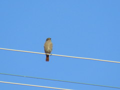 Phoenicurus ochruros