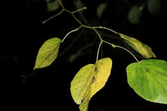 Tilia