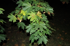 Acer platanoides