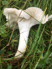 Cuphophyllus pratensis pallidus