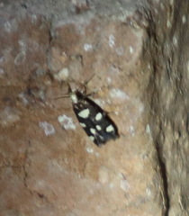 Limnaecia tetraplanetis