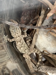 Tarentola mauritanica