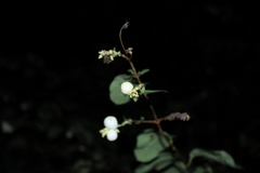 Symphoricarpos albus