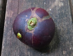 Garcinia warrenii