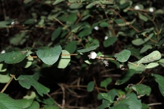 Symphoricarpos albus