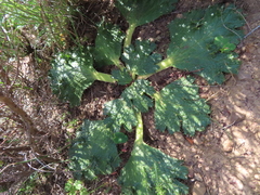Arctopus monacanthus