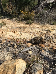 Tachyglossus aculeatus acanthion