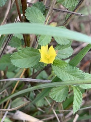 Corchorus confusus