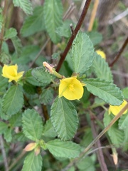 Corchorus confusus