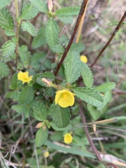 Corchorus confusus