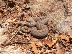 Crotalus pricei
