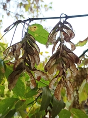 Acer negundo