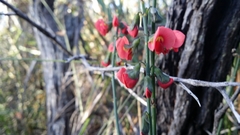 Sphaerolobium grandiflorum