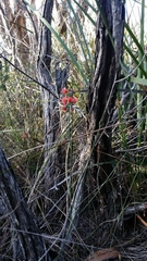 Sphaerolobium grandiflorum