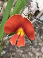 Gompholobium ecostatum