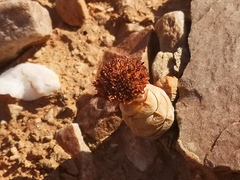 Crassula barklyi
