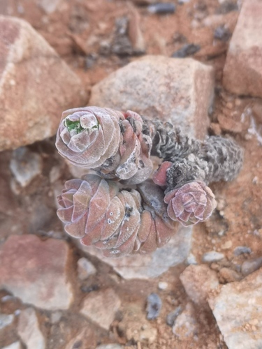 Tiny Towers (Crassula columella)