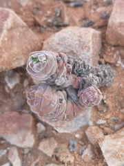 Crassula columella