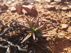 Crassula macowaniana